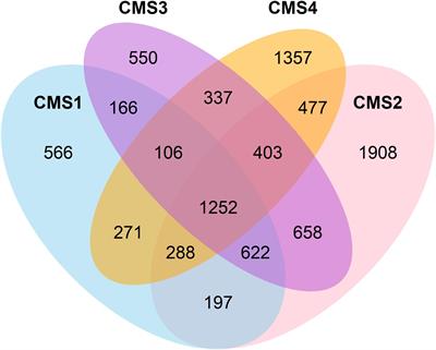 A Middle-Out Modeling Strategy to Extend a Colon Cancer Logical Model Improves Drug Synergy Predictions in Epithelial-Derived Cancer Cell Lines